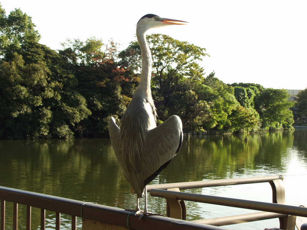 水元公園の鳥　アオサギ