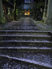 桜の石段