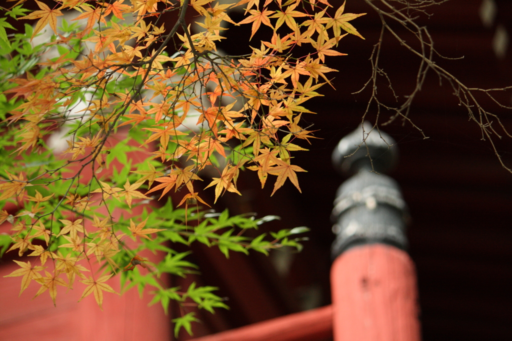 2015　本土寺もそろそろ