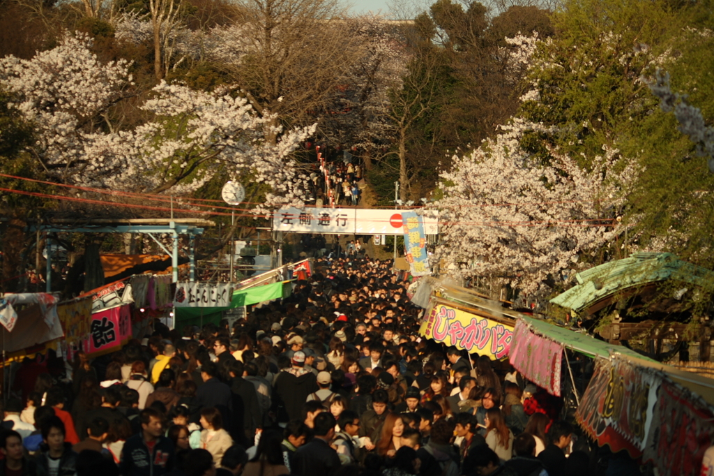 上野公園　花見の賑わい