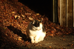 夕日のぬくもり