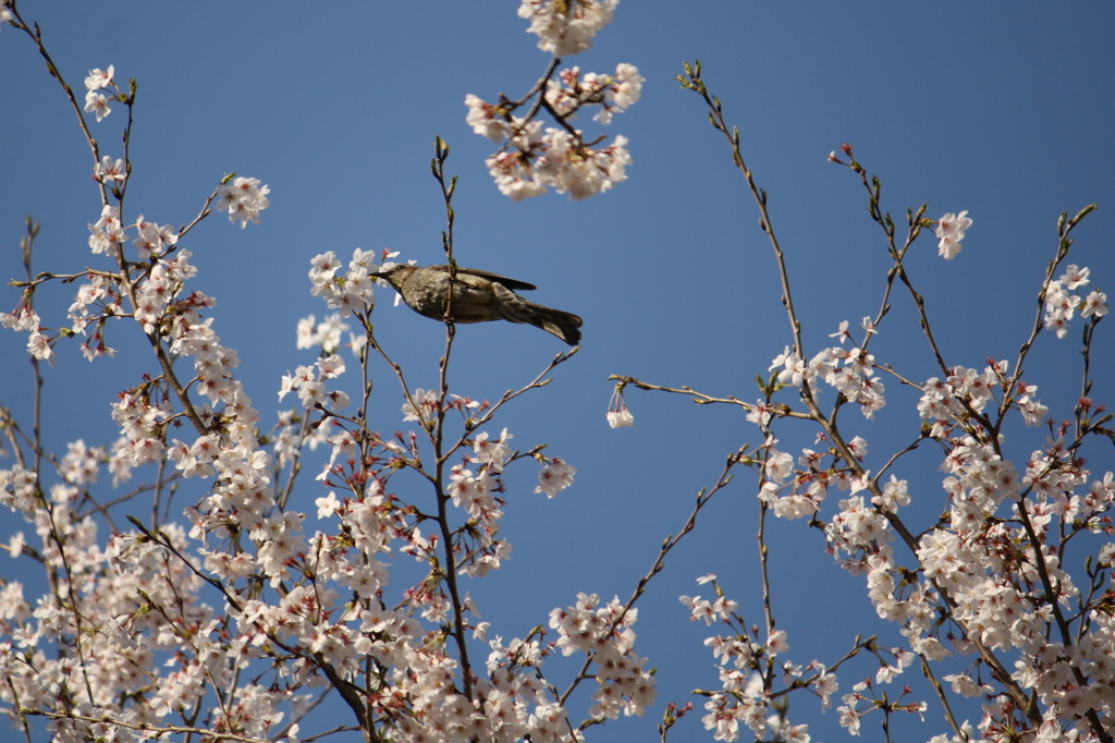 桜花啄むツグミ