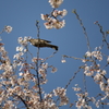 桜花啄むツグミ