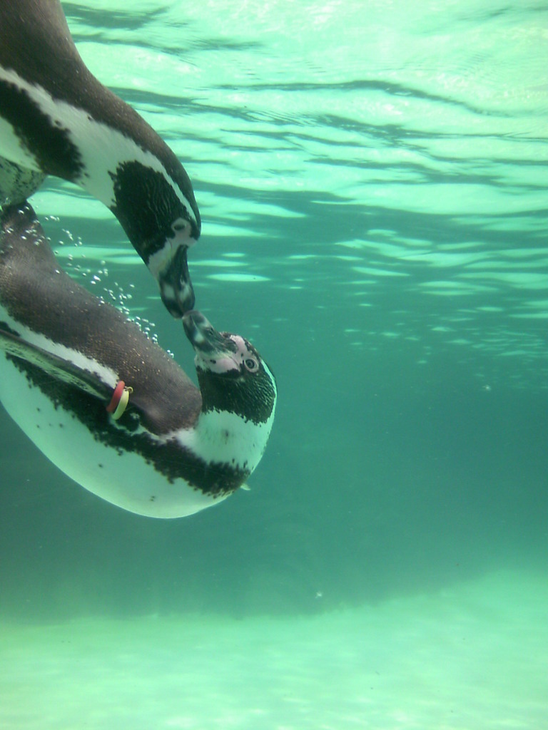 ペンギン　KISS♪