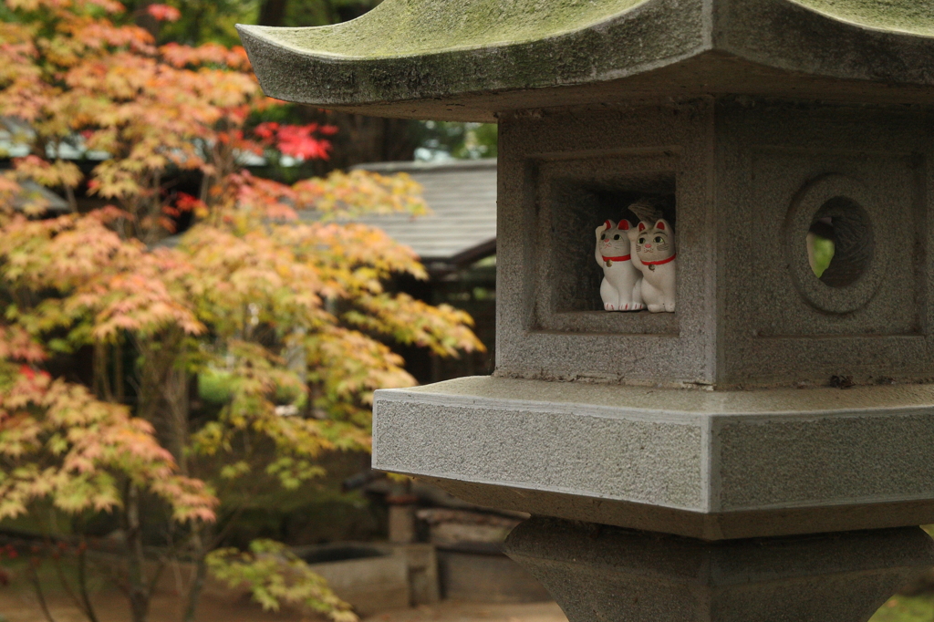 豪徳寺 秋色の始まり 2015-3