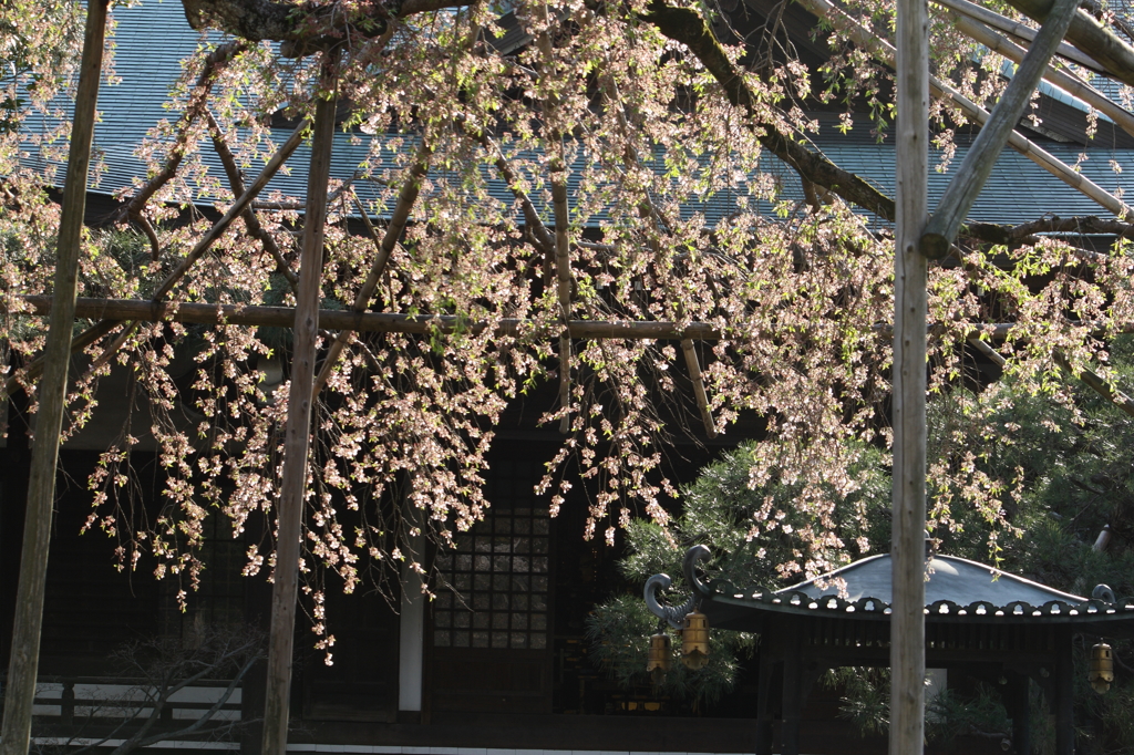 枝垂桜花キラキラ