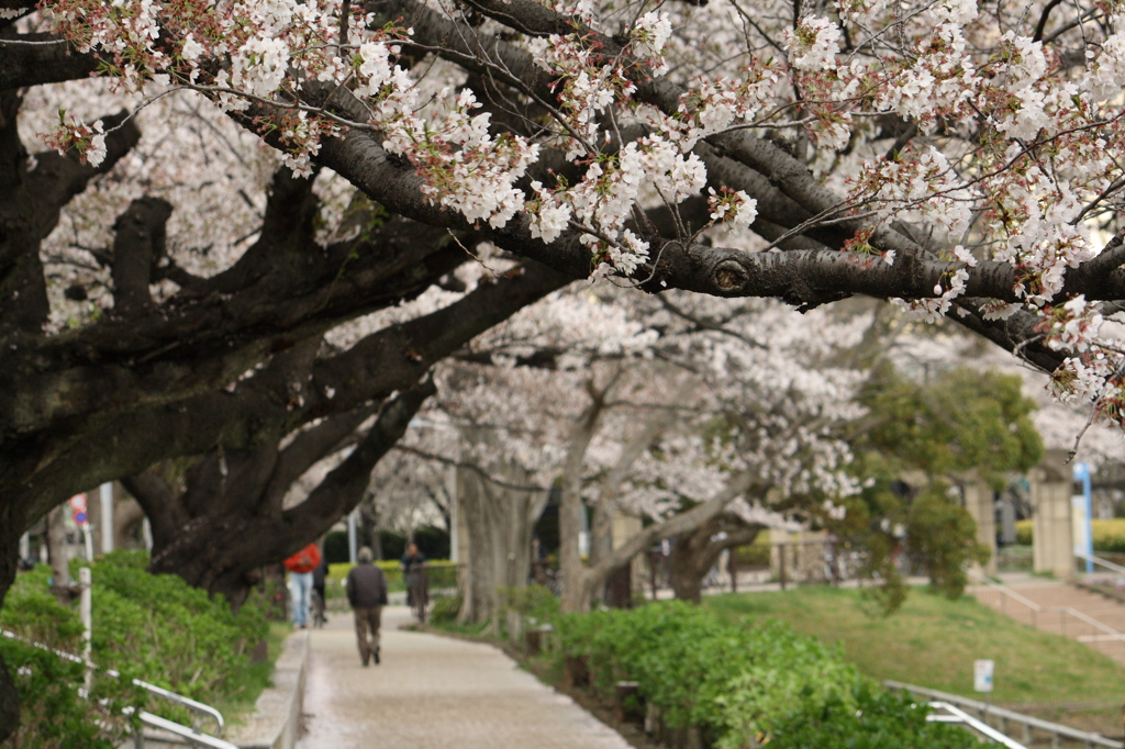 桜 あばよ