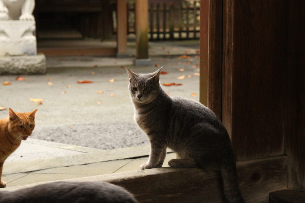 Living in the sanctuary １