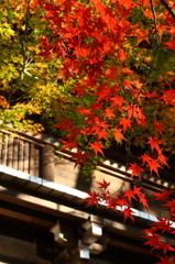東漸寺 2011