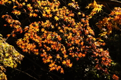 橙