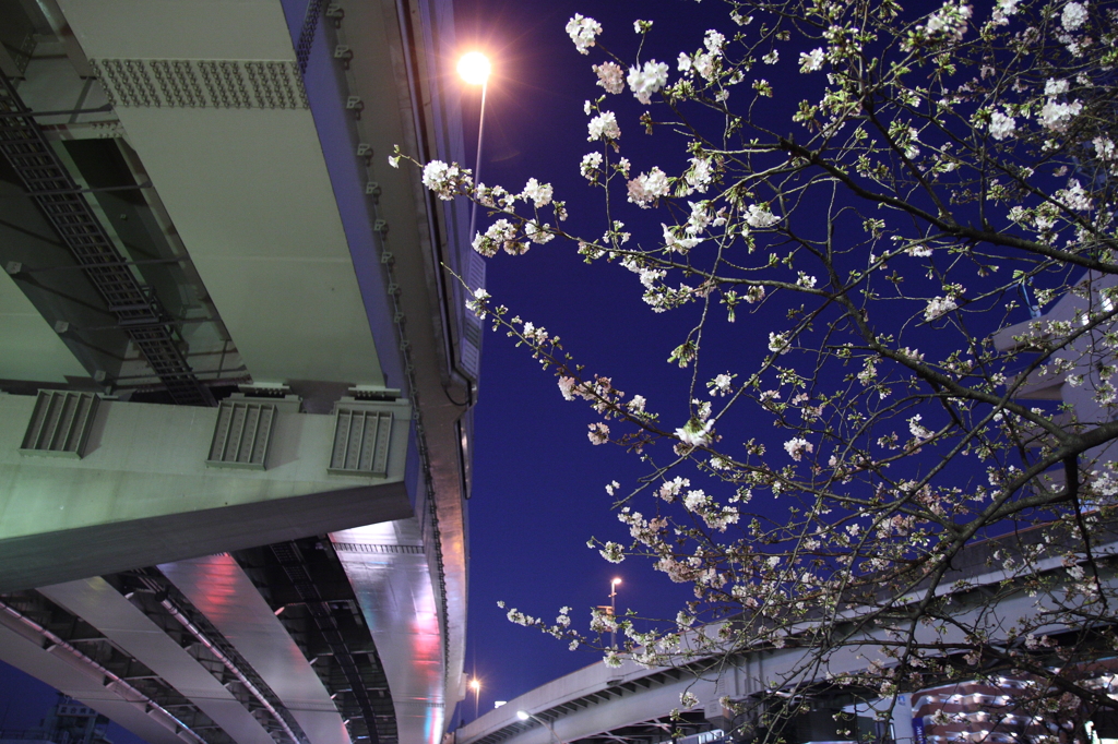 桜 Highway