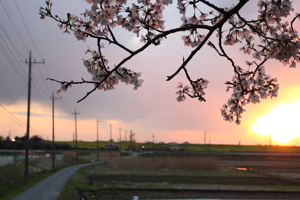 黄昏に桜花