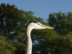 水元公園の野鳥　アオサギ