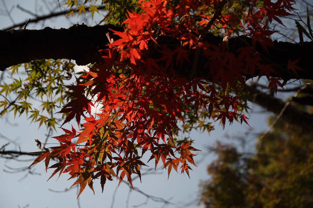 千葉東漸寺2015　見上げると僅かに紅が