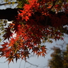 千葉東漸寺2015　見上げると僅かに紅が