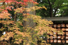 豪徳寺 秋色の始まり 2015-1