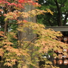 豪徳寺 秋色の始まり 2015-1