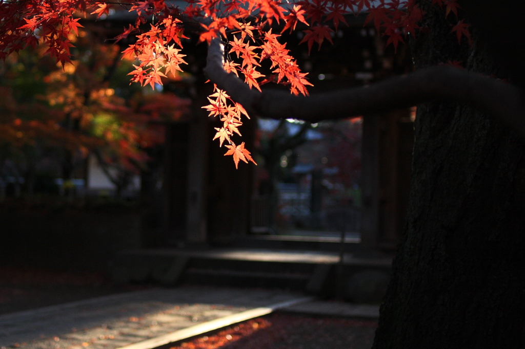 夕日に輝く　紅葉と石畳