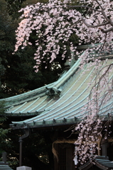 銅瓦に枝垂桜
