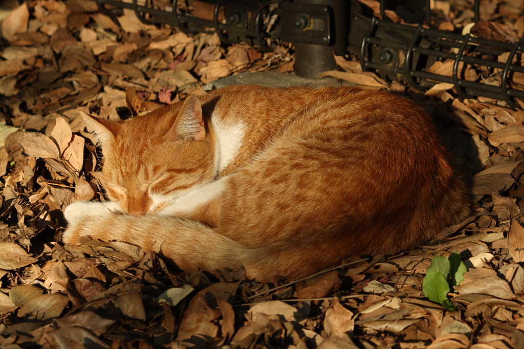 落葉のベッドでZzzz....