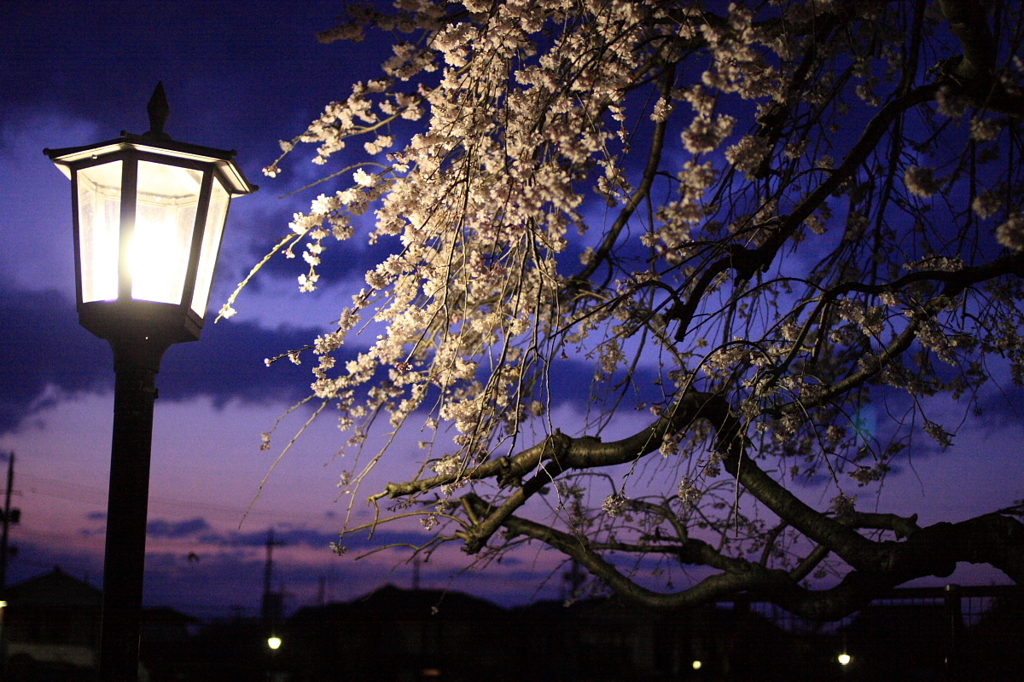 Lamplight to cherry tree