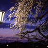 Lamplight to cherry tree