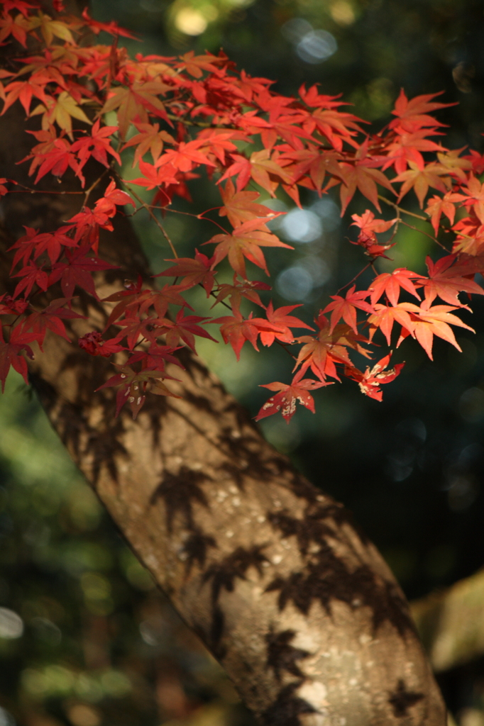 纏う紅葉