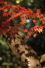 纏う紅葉