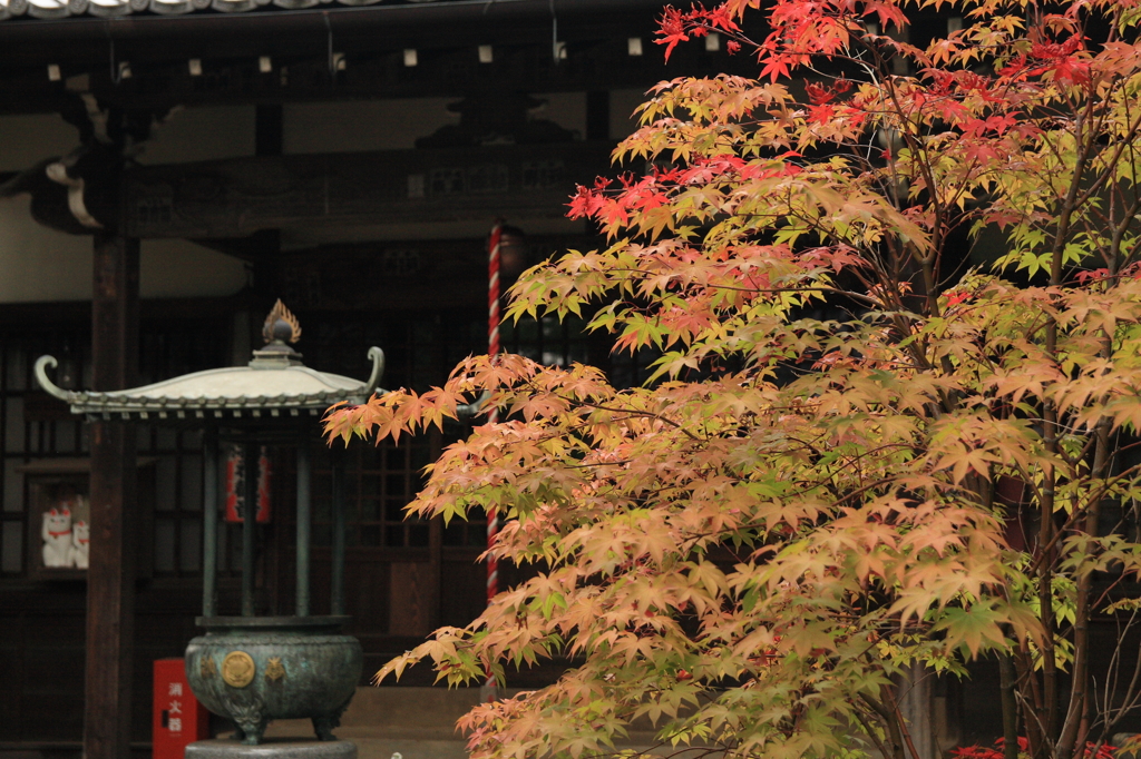 豪徳寺 秋色の始まり 2015-2