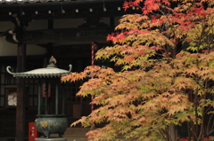 豪徳寺 秋色の始まり 2015-2