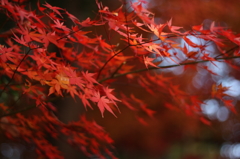 野田の森、晩秋の紅葉
