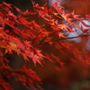 野田の森、晩秋の紅葉