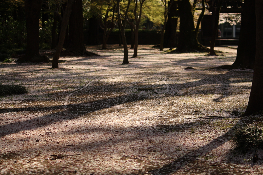 桜の木の下