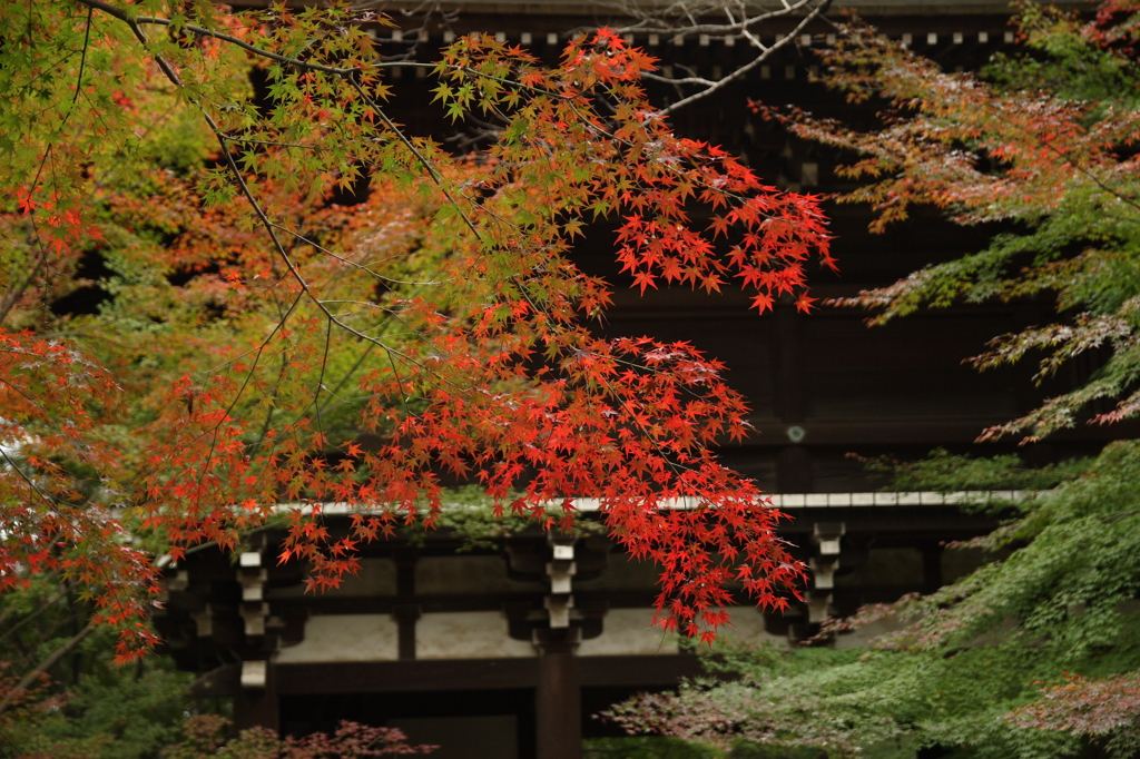 2015 東漸寺　紅葉始動 7