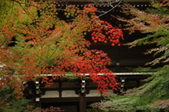 2015 東漸寺　紅葉始動 7