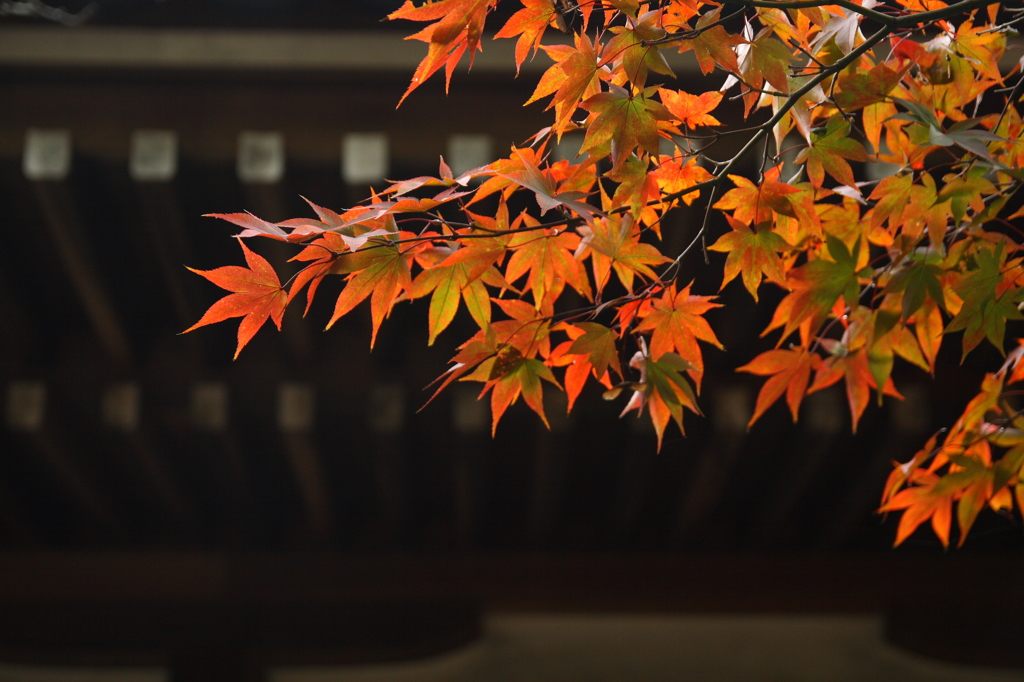 2015 東漸寺　紅葉始動 4