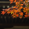 2015 東漸寺　紅葉始動 4