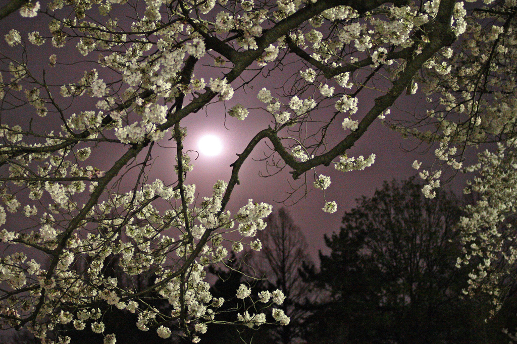 月と桜