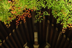 2015 東漸寺　紅葉始動 5
