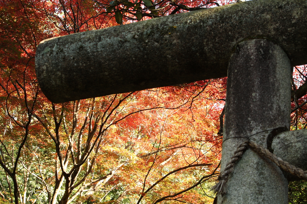 鳥居に紅の天