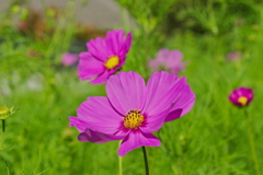 cosmos i