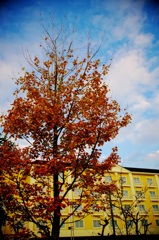  orange leaves