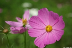 cosmos ii