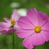 cosmos ii