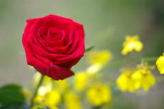 red rose
