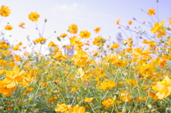 眩しいyellow