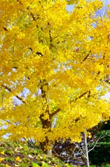 yellow leaves