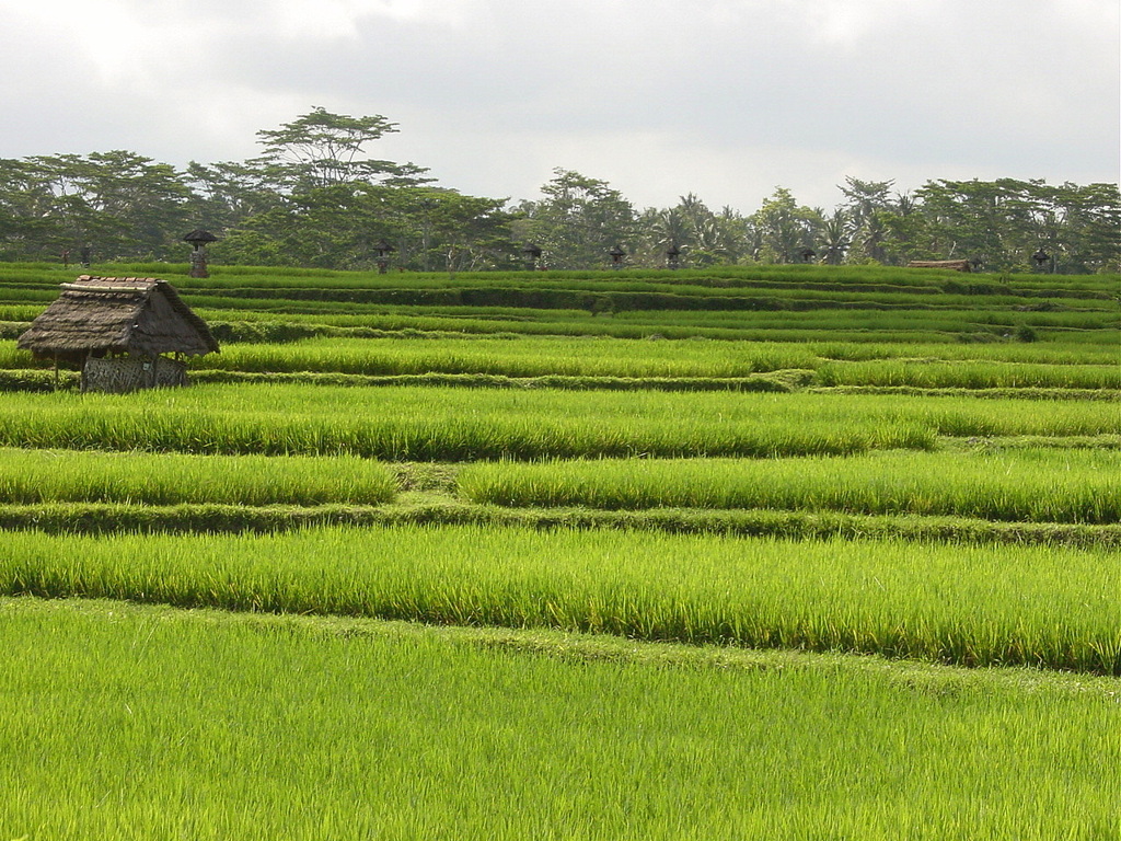 Rice field 