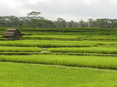 Rice field 