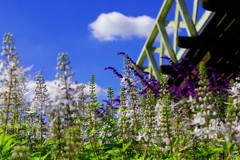 white&purple